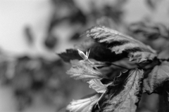 DSC02887