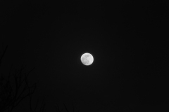 DSC03385